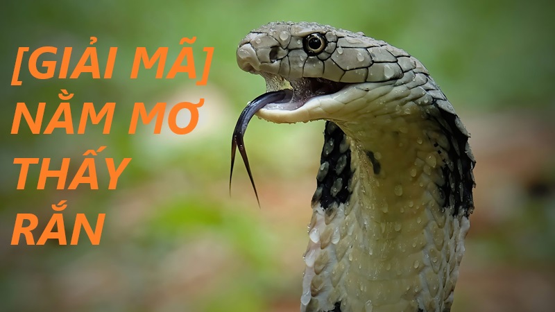 Mơ thấy rắn to đánh số gì dựa trên màu sắc