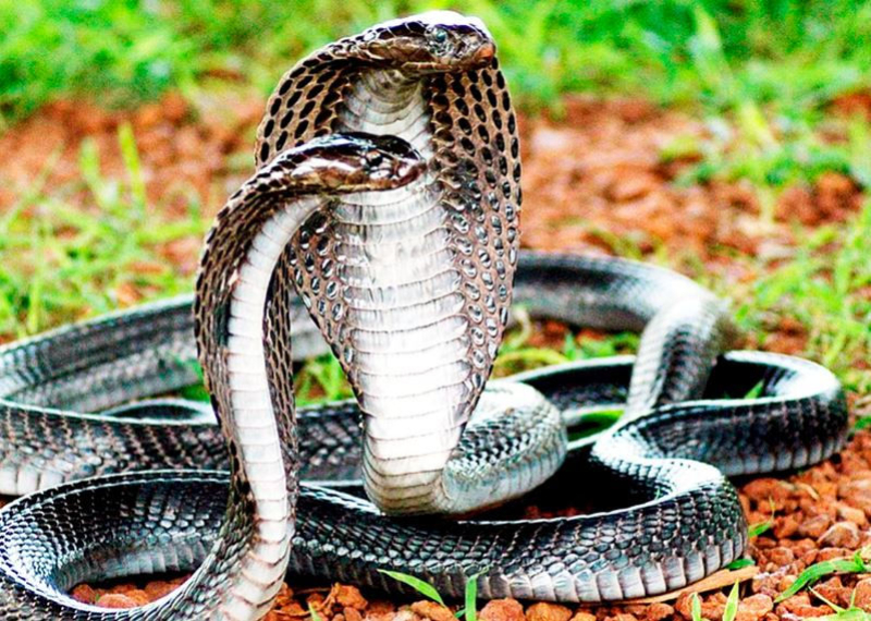 Mơ thấy rắn to đánh số mấy chi tiết